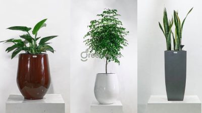 Top 10+ cây cảnh phong thủy mệnh Kim mang điềm may, tài lộc cho gia chủ