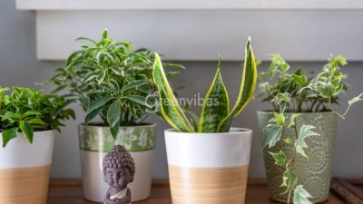 Cây cảnh phong thủy mệnh thổ - Greenvibes