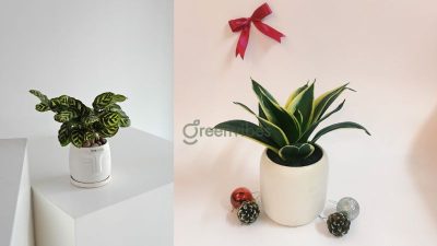 Cây cảnh phong thủy mệnh thủy - Greenvibes