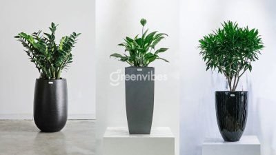 Địa chỉ mua cây cảnh văn phòng TPHCM uy tín nhất - Greenvibes Vietnam