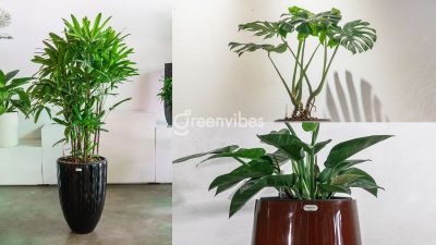 Chăm Sóc Định Kỳ Cây Xanh Giá Rẻ Ở Mọi Địa Điểm Kinh Doanh