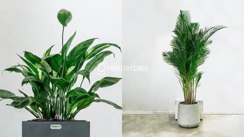Greenvibes cung cấp đa dạng các loại cây cảnh văn phòng