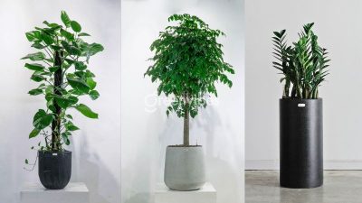 Greenvibes cây cảnh có kiểu dáng sang trọng, bắt mắt, phù hợp với nhiều không gian