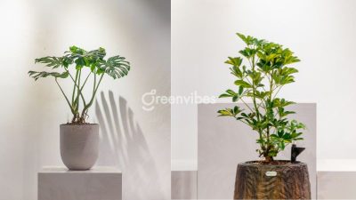 Bảo Dưỡng Cây Xanh Dịch Vụ Cho Không Gian Làm Việc Luôn Xanh Mát