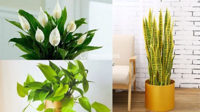 Chăm Sóc Cây Xanh Không Phát Sinh Chi Phí Theo Định Kỳ Tận Nơi