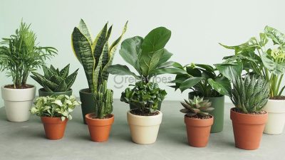 Mệnh Thổ hợp cây gì? Top 10 cây để bàn làm việc hợp mệnh Thổ