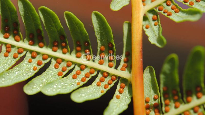 Tại sao cây dương xỉ bị héo lá? Cách khắc phục thế nào?