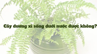 Cây dương xỉ sống dưới nước được không?