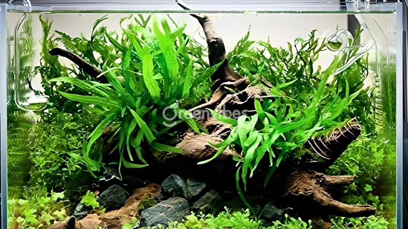 Cách trồng cây dương xỉ thủy sinh