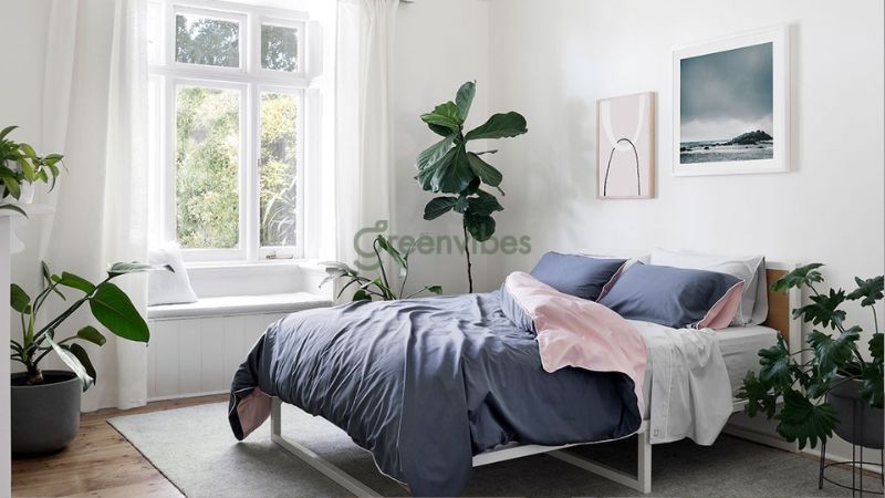 Top 15+ cây lọc không khí trong phòng ngủ tốt cho hệ hô hấp