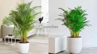 Bảo Dưỡng Cây Xanh Dịch Vụ Cho Không Gian Làm Việc Luôn Xanh Mát