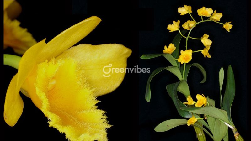 Hoa lan hoàng lạp - Greenvibes