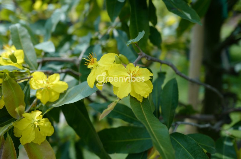 Hoa mai vàng - Greenvibes