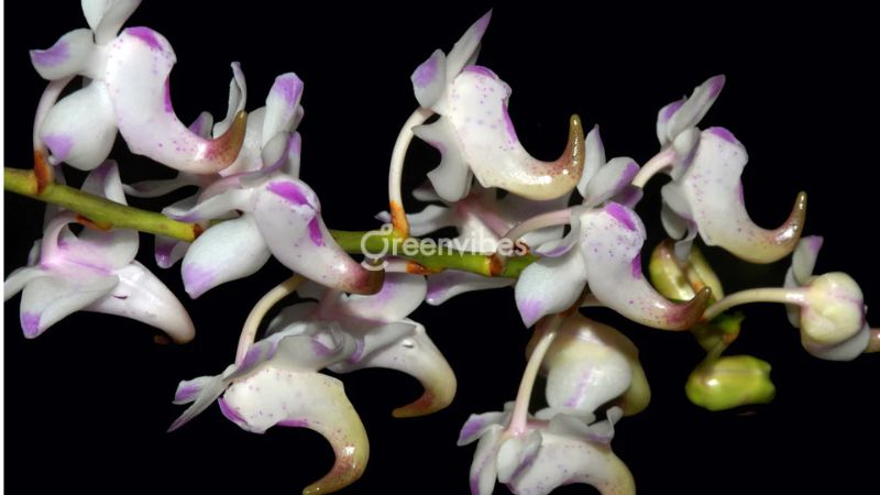 Hoa quế lan hương - Greenvibes