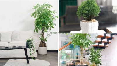 Trồng cây cảnh trong nhà có tốt không? Nên bố trí cây nào tốt nhất?
