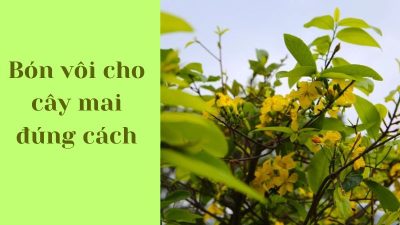 Bón vôi cho cây mai đúng cách, đạt hiệu quả tốt