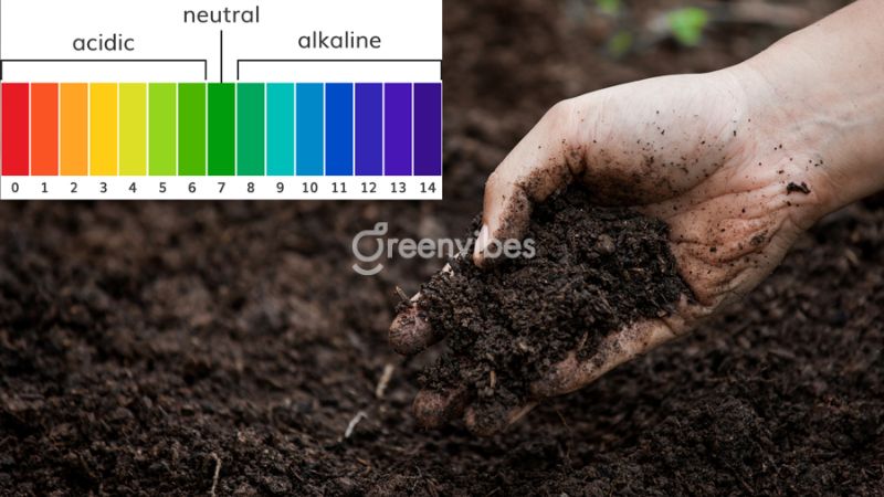 Bón vôi cho cây mai dựa vào độ pH của đất