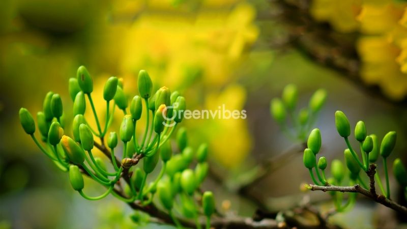 Cách tạo nụ cho mai vàng - Greenvibes