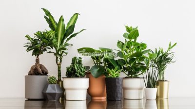 Mua Cây Xanh Online Tại GreenVibes Quận 2 – Giao Nhanh, Giá Tốt