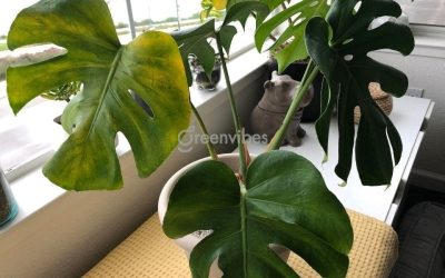 Bảo Dưỡng Cây Xanh Văn Phòng Quận 1 Giữ Lá Xanh Tươi Mát