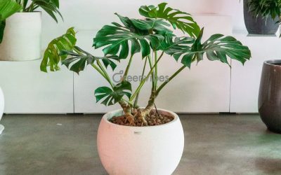 GreenVibes Garden – Chuyên Cây Xanh Quận 2, TP.HCM