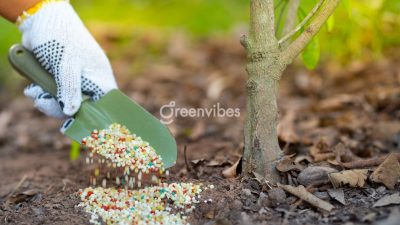 Dịch Vụ Bảo Dưỡng Cây Xanh Chăm Sóc Toàn Diện