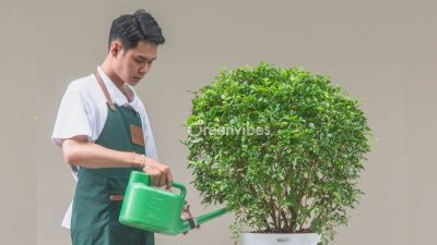 Có nên trồng cây nguyệt quế trước nhà - Greenvibes