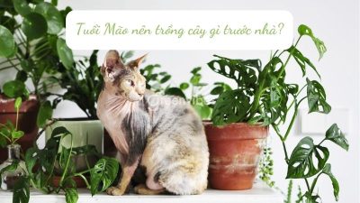 Tuổi mão nên trồng cây gì trước nhà - Greenvibes