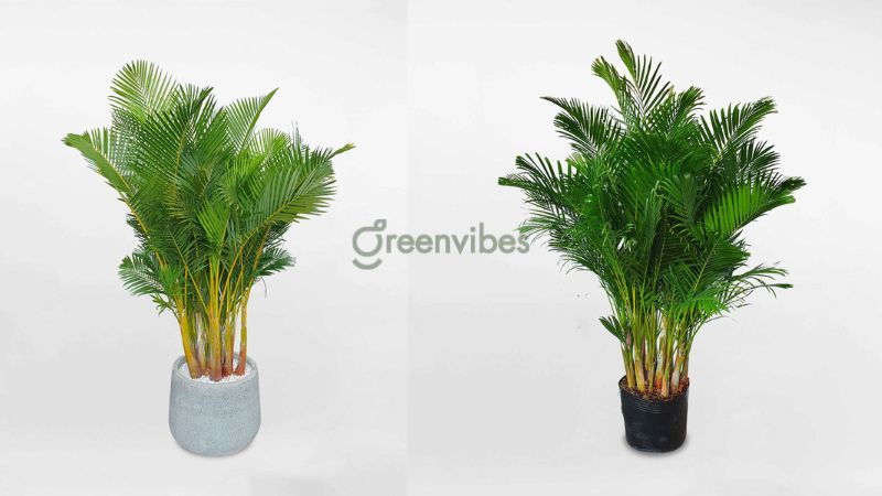 Ban công nên trồng cây gì - Greenvibes