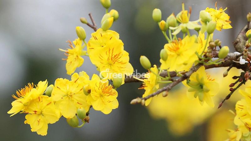 Cành hoa mai giảo nở với màu vàng tươi rực rỡ
