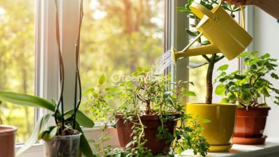 Dịch Vụ Bảo Dưỡng Cây Xanh – Chăm Sóc Cây Cảnh Giá Tốt Tại Nhà