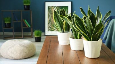cây cảnh để bàn chất lượng
