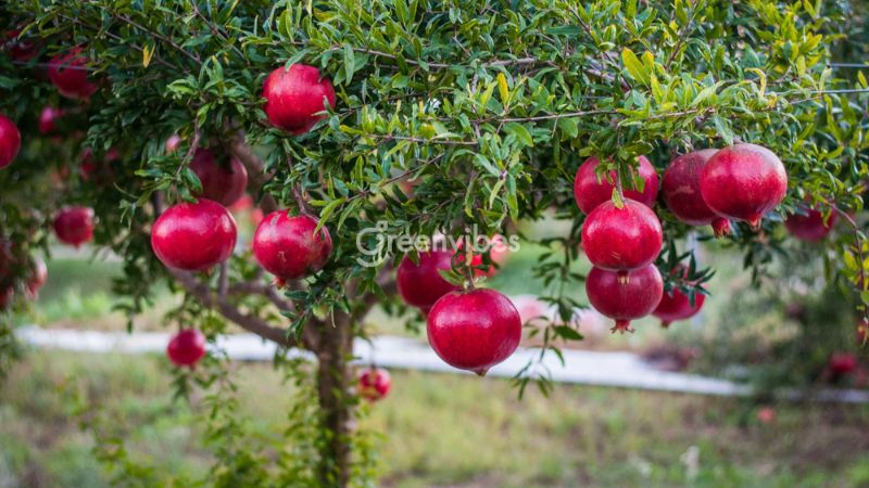 Cây lựu đỏ - Cây ăn trái mang lại nhiều may mắn cho gia chủ