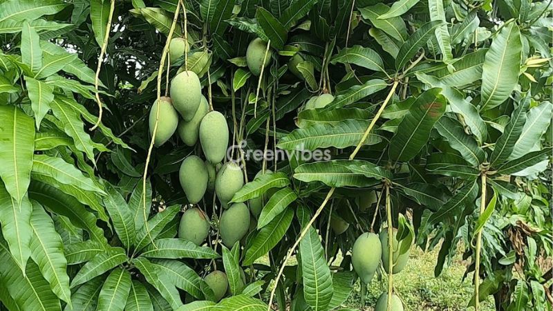 Cây xoài cát Hòa Lộc - Cây ăn trái dễ trồng và chăm sóc nhất