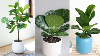 Cây Xanh Quận 2 GreenVibes Chuyên Cung Cấp, Chăm Sóc Cây Xanh
