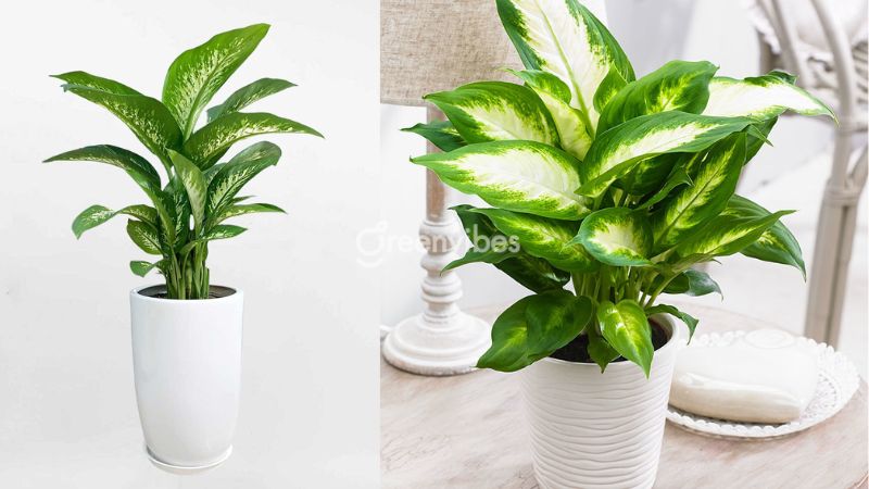 Cây Xanh Quận 2 Sử Dụng Cho Văn Phòng, Nhà Ở
