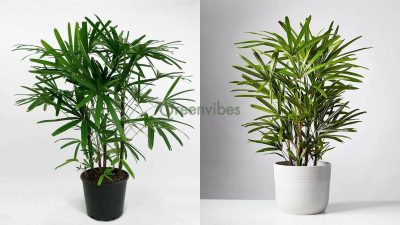 Bán Cây Xanh Giá Rẻ Tại Quận 2 Tư Vấn Chuyên Sâu, Giao Tận Nơi