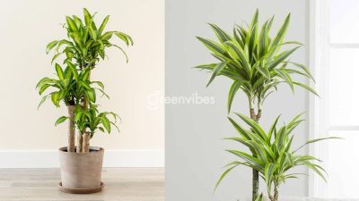 Chăm Cây Xanh Quận 1 Tư Vấn Không Gian Xanh Đẹp Tại TPHCM
