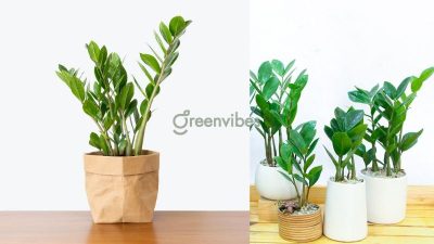 Shop Cây Xanh Quận 2 Cung Cấp Cây Cảnh Trong Nhà, Cây Ngoài Trời