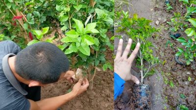 Dịch Vụ Chăm Sóc Cây Cảnh, Chăm Sóc Cây Xanh Quận 2 GreenVibes