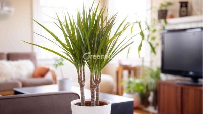 Cây phong thủy văn phòng - Greenvibes