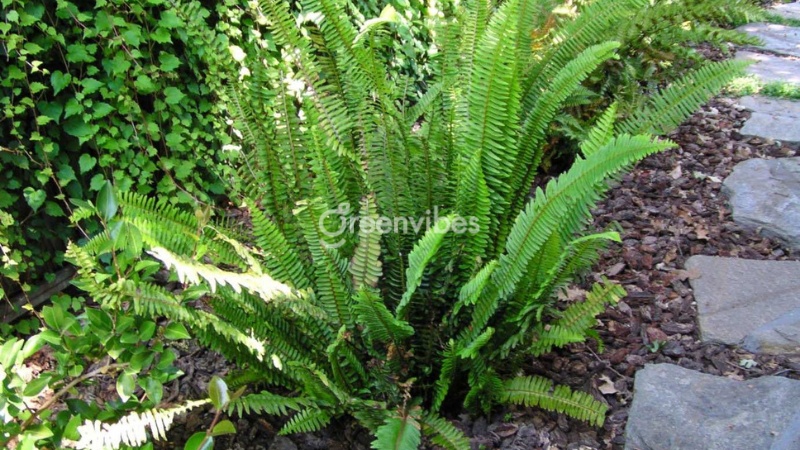 GreenVibes Địa Chỉ Bán Cây Xanh Uy Tín Tại Quận 2, TP.HCM
