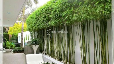 Tư Vấn Thiết Kế Cảnh Quan Và Chăm Sóc Cây Cảnh Định Kỳ