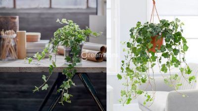 Đa Dạng Cây Cảnh, Cây Xanh Ban Công Tại Khu Vực Quận 2
