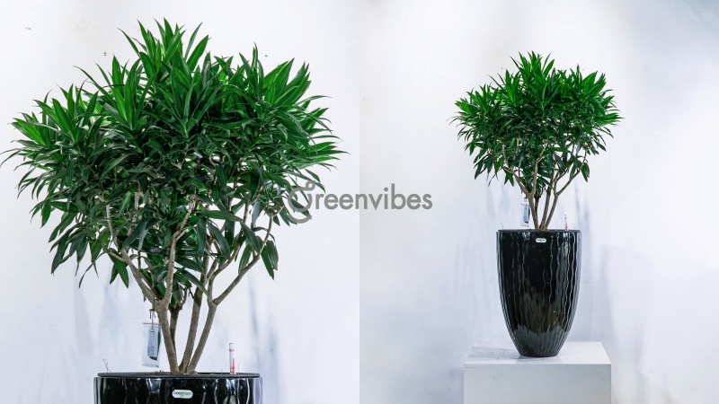 Cây Kiểng Giá Rẻ Ở Quận 2 Đa Dạng Loại Cây