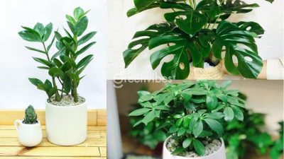 Shop Bán Cây Cảnh Online Tại Quận 2 Hồ Chí Minh