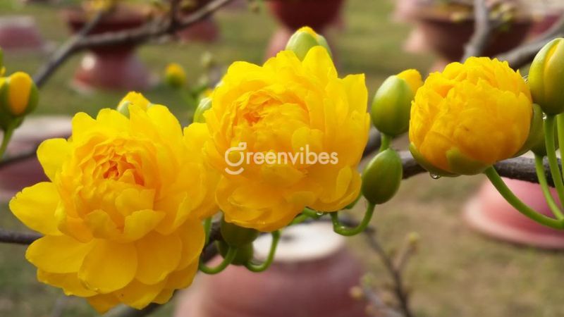 Hoa mai cúc xinh đẹp với các lớp hoa nở rộ