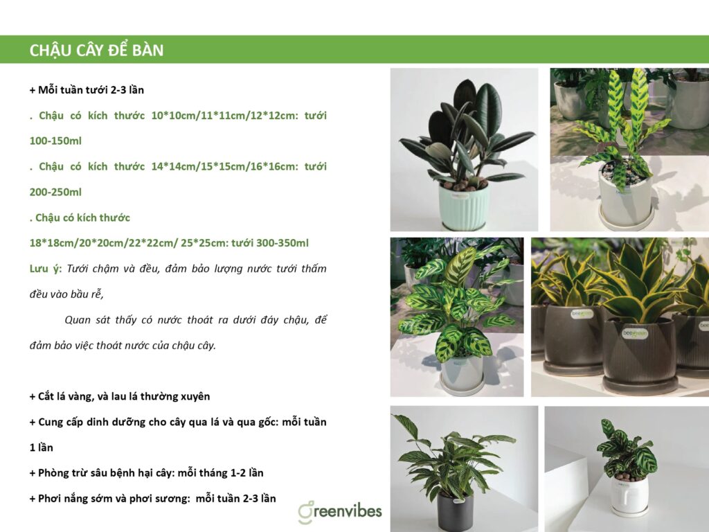 Các Mẫu Cây Cảnh Có Sẵn Tại Cửa Hàng Quận 2 GreenVibes Các Mẫu Cây Cảnh Có Sẵn Tại Cửa Hàng Quận 2 GreenVibes