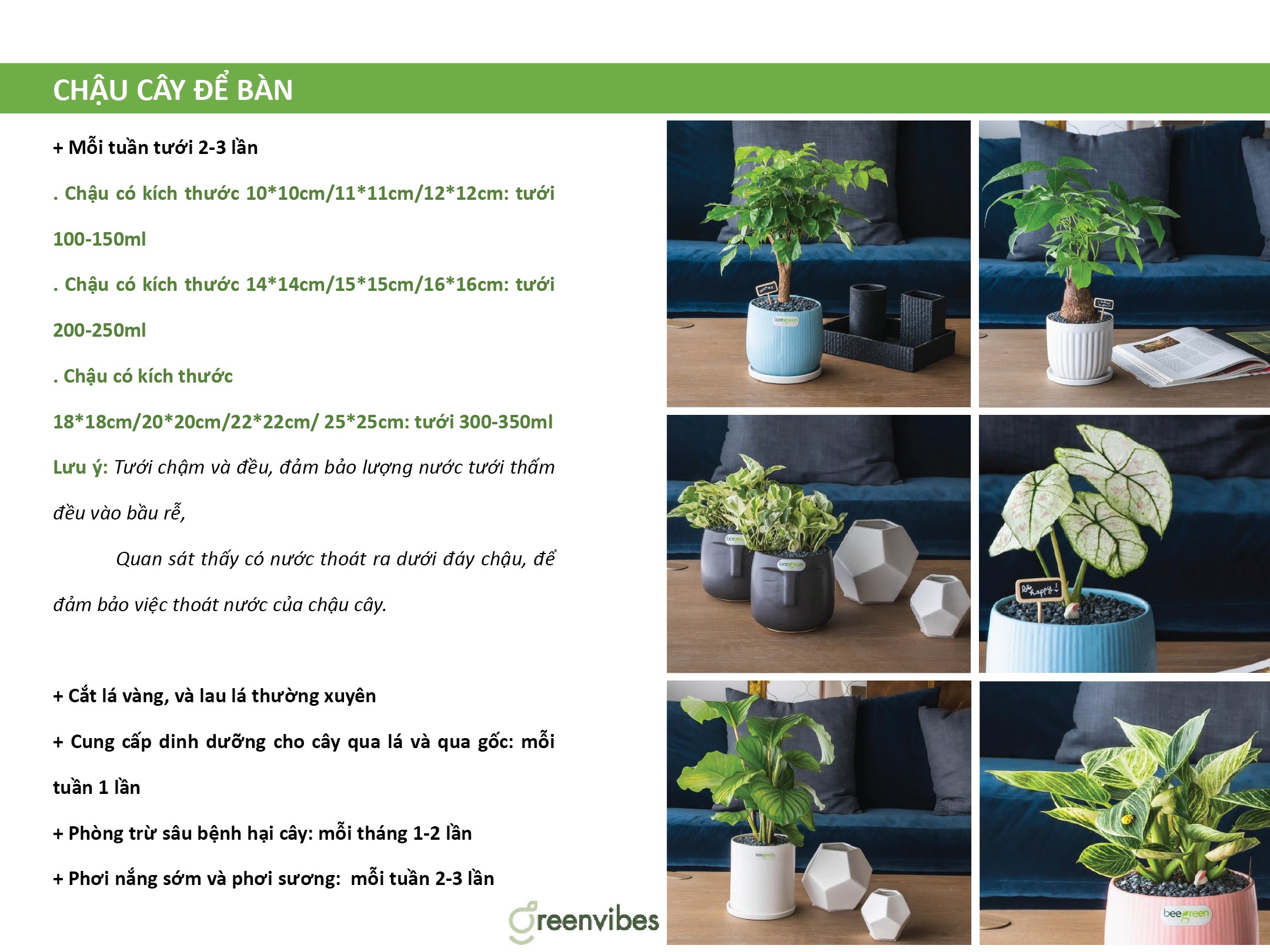 Dịch Vụ Bảo Dưỡng Cây Xanh Tại Nhà Theo Yêu Cầu Dịch Vụ Bảo Dưỡng Cây Xanh Tại Nhà Theo Yêu Cầu