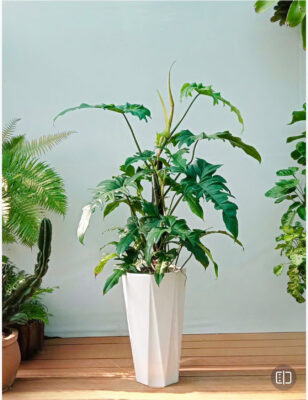 Mua Cây Cảnh Trong Nhà, Cây Trang Trí Cho Văn Phòng
